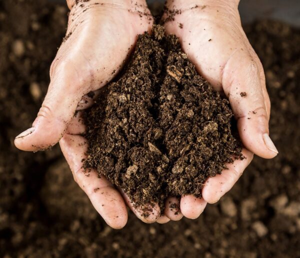 musgo absorbente de hidrocarburos musgo absorbente de hidrocarburos