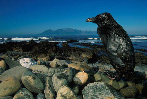 Pingüino cubierto de petróleo tras el vertido del MV Treasure frente a Ciudad del Cabo